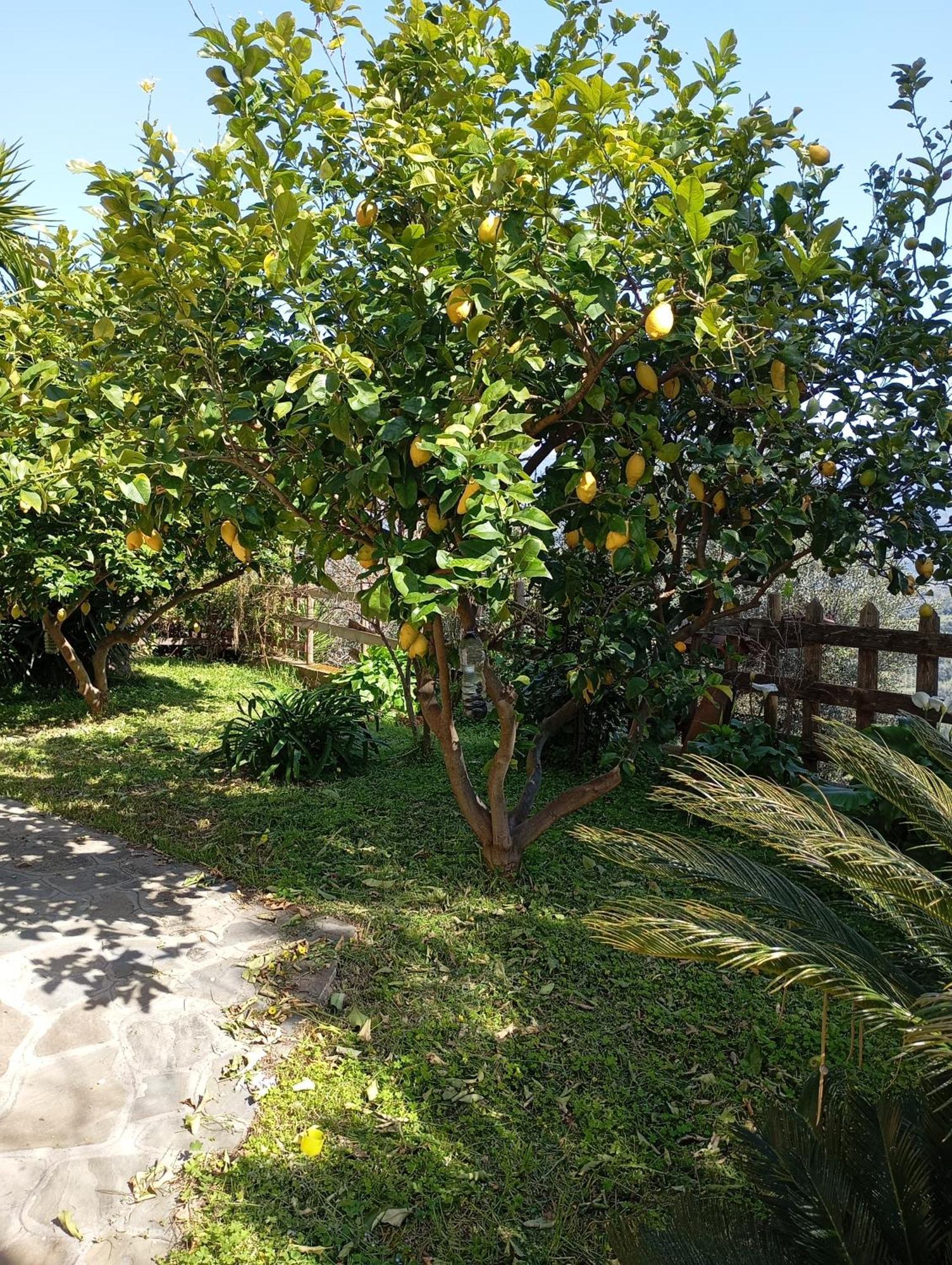 Casa Vacanze Diamante 奥利亚斯特罗奇伦托 外观 照片